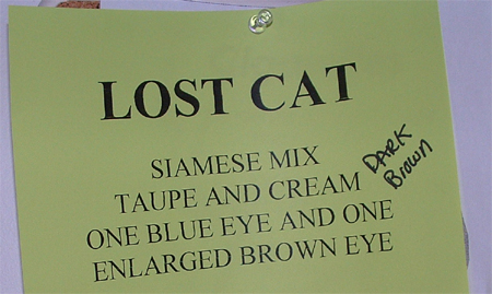 Lost Cat